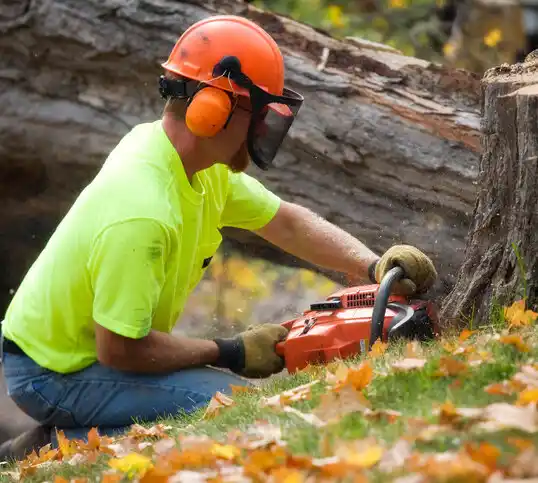 tree services Monmouth Junction